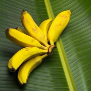 Hand of Bananas