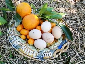 Citrus fruits and fresh farm eggs, Bend of the River