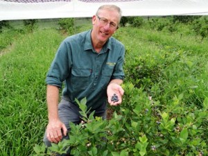 Bruce Robertson picking blueberries