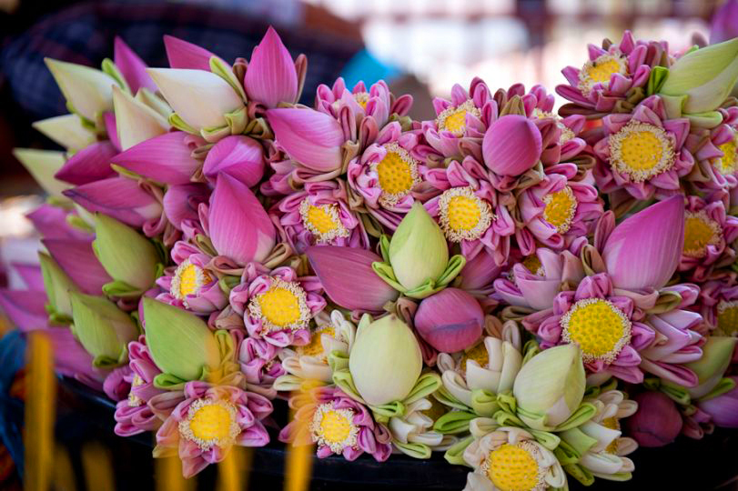 Lotus blossoms at Siem Reap Market Cambodia