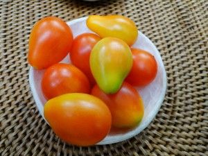Yellow and red tomatoes