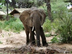 Elephant at Elephant Bedroom Camp