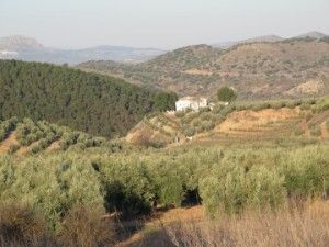 Olive trees, Cordoba, Spain