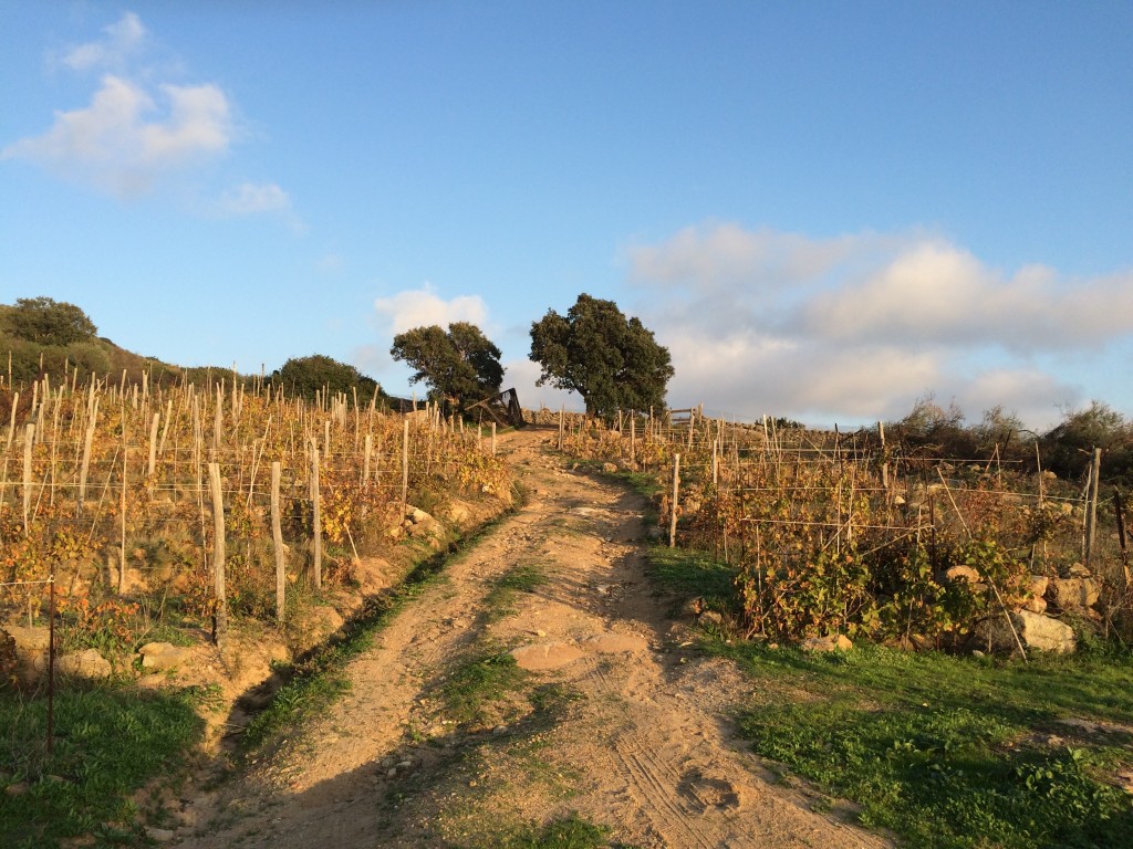 The Altura vineyard