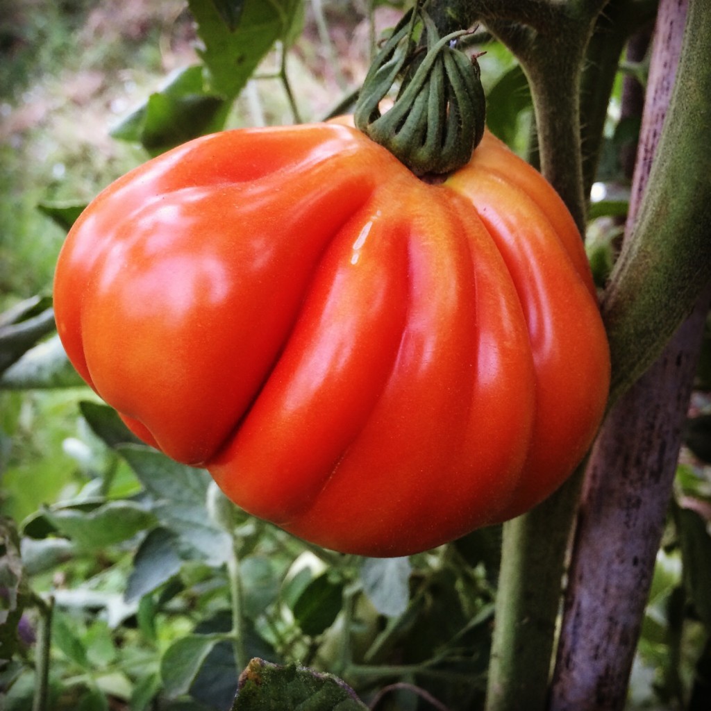 A magnificent 'ox heart' tomato