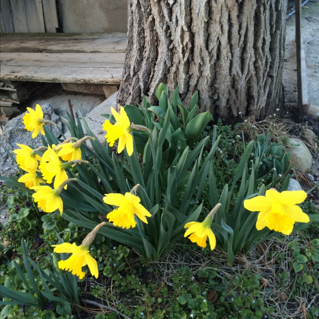Daffodils, early Spring, Bra