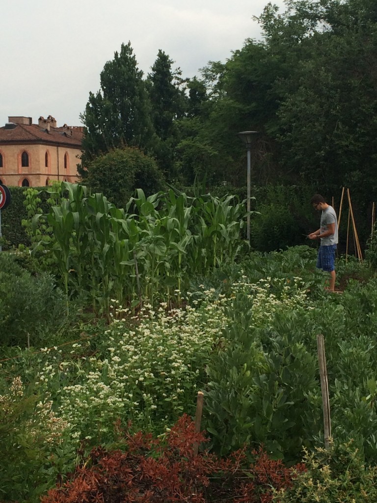 The student garden at UNISG, Pollenzo in Piemonte