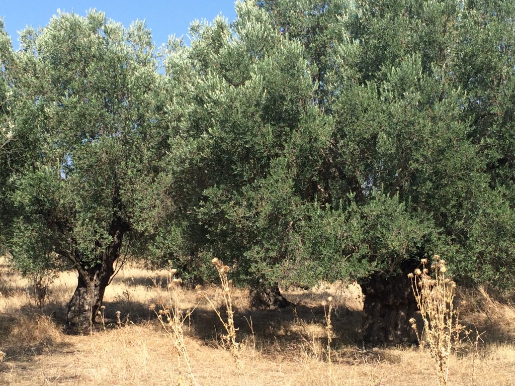 Evi Mitchell's olive grove near Agia Paraskevi