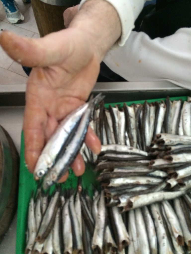 Freshly caught anchovies (and a few sardines) from the Gulf of Salerno