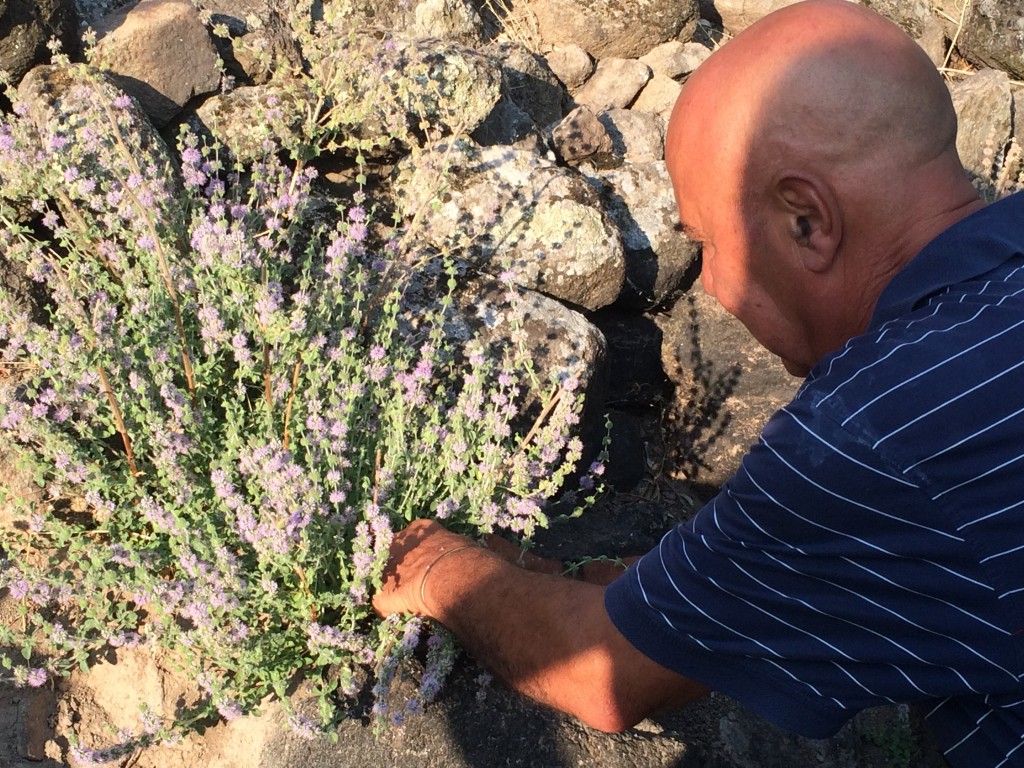 Harry Chandros picking the fragrant mountain mint which grows around wells in the olive groves