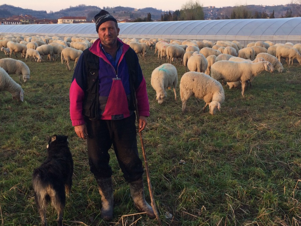 Flock of Sheep, Bra, late winter with Albanian shepherd
