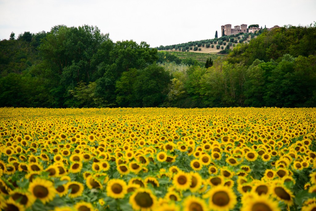 Fields of sunflowers: so sunny, they life your heart