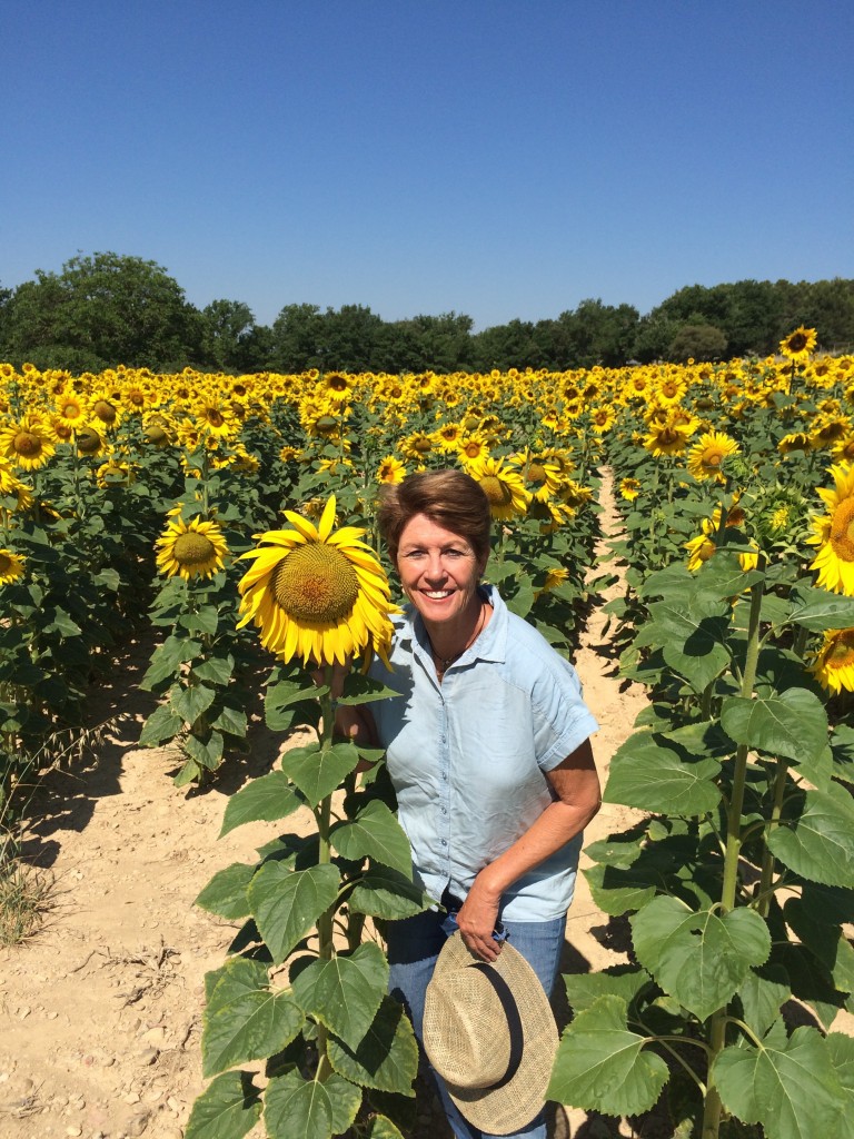 Sunflowers: still standing, though some, like me,  are beginning to wilt in the intense heat
