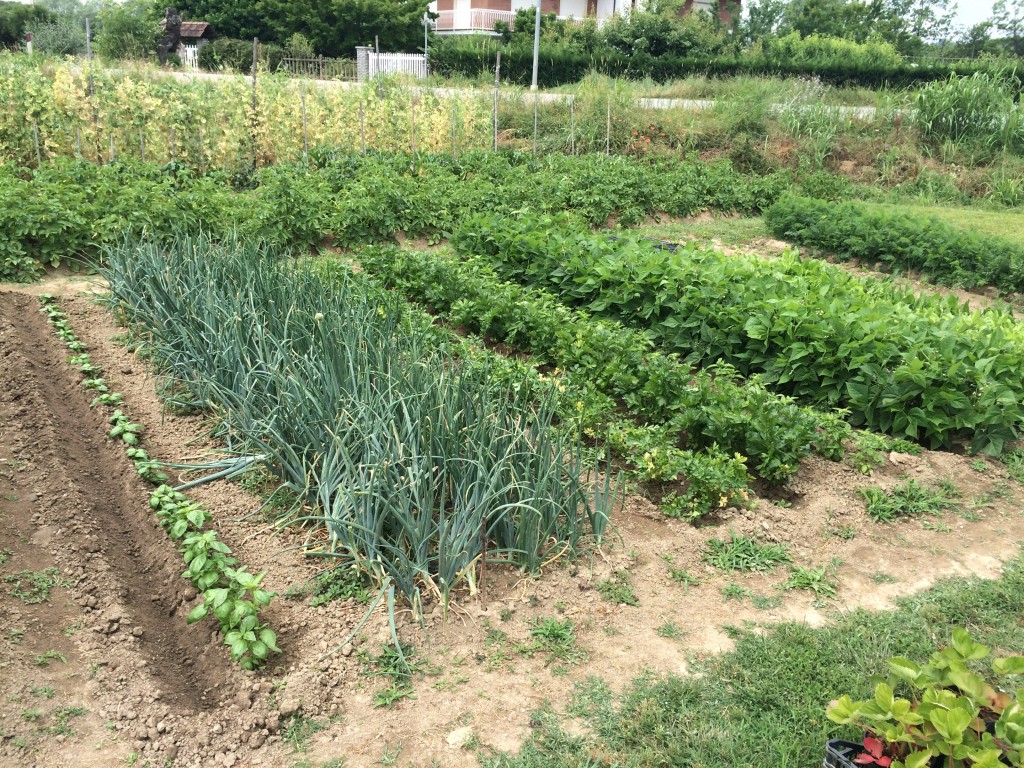 A typical vegie patch by a local farmer around Bra, Piemonte